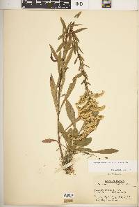 Solidago nemoralis subsp. nemoralis image