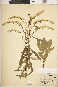 Solidago nemoralis subsp. nemoralis image