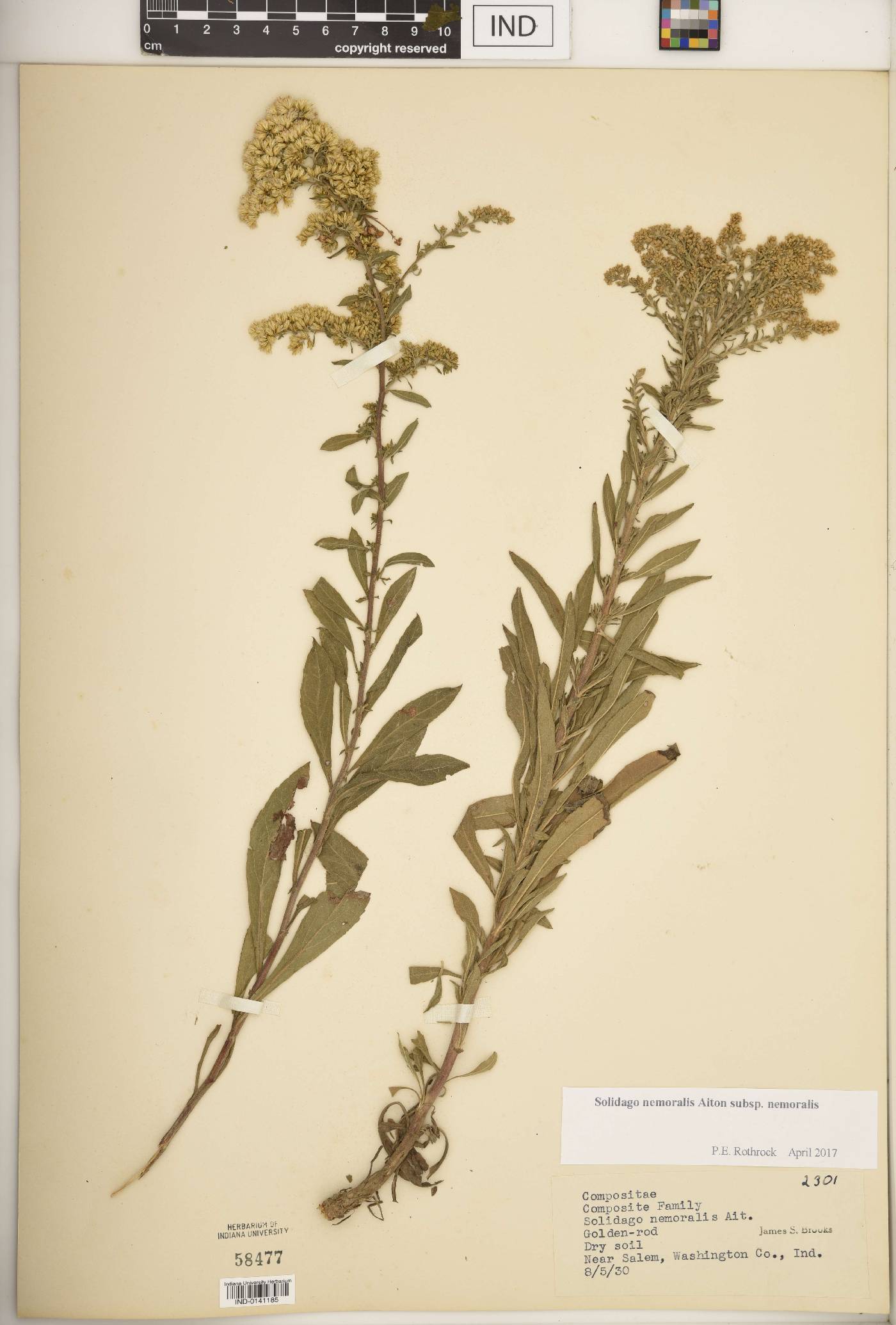 Solidago nemoralis subsp. nemoralis image