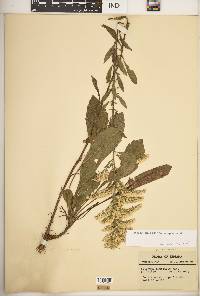 Solidago nemoralis subsp. nemoralis image