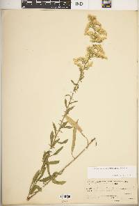 Solidago nemoralis subsp. nemoralis image