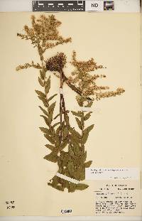 Solidago odora subsp. chapmanii image