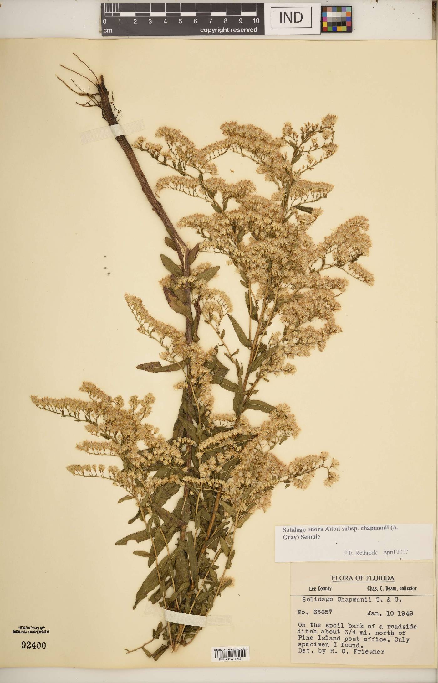 Solidago odora subsp. chapmanii image