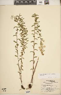 Solidago odora subsp. chapmanii image