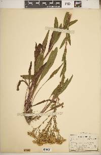 Solidago ohioensis image