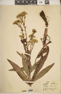 Solidago ohioensis image