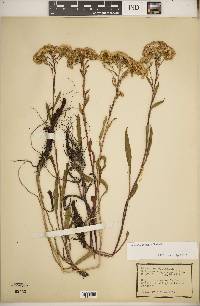 Solidago ohioensis image