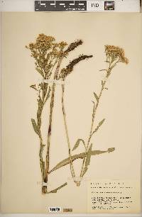 Solidago ohioensis image