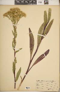 Solidago ohioensis image