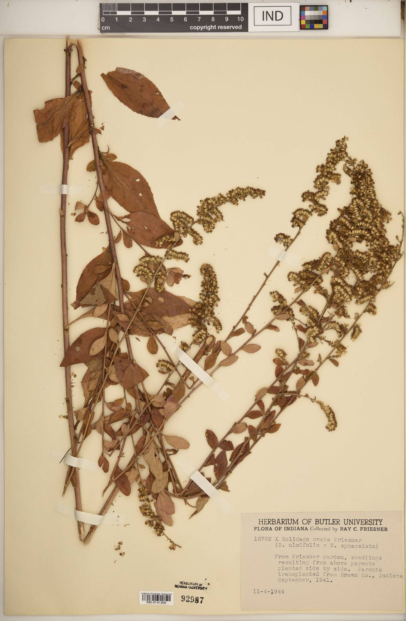 Solidago × ovata image
