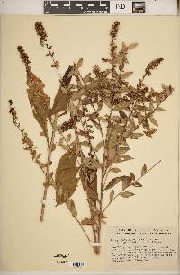 Solidago × ovata image