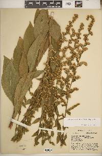 Solidago patula image