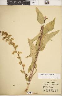 Solidago patula subsp. patula image