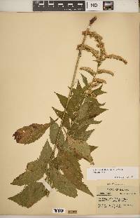 Solidago ulmifolia var. ulmifolia image