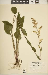 Solidago verna image