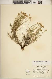 Sphaeromeria cana image