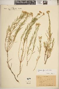 Sphaeromeria diversifolia image