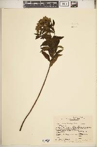 Image of Stevia decussata