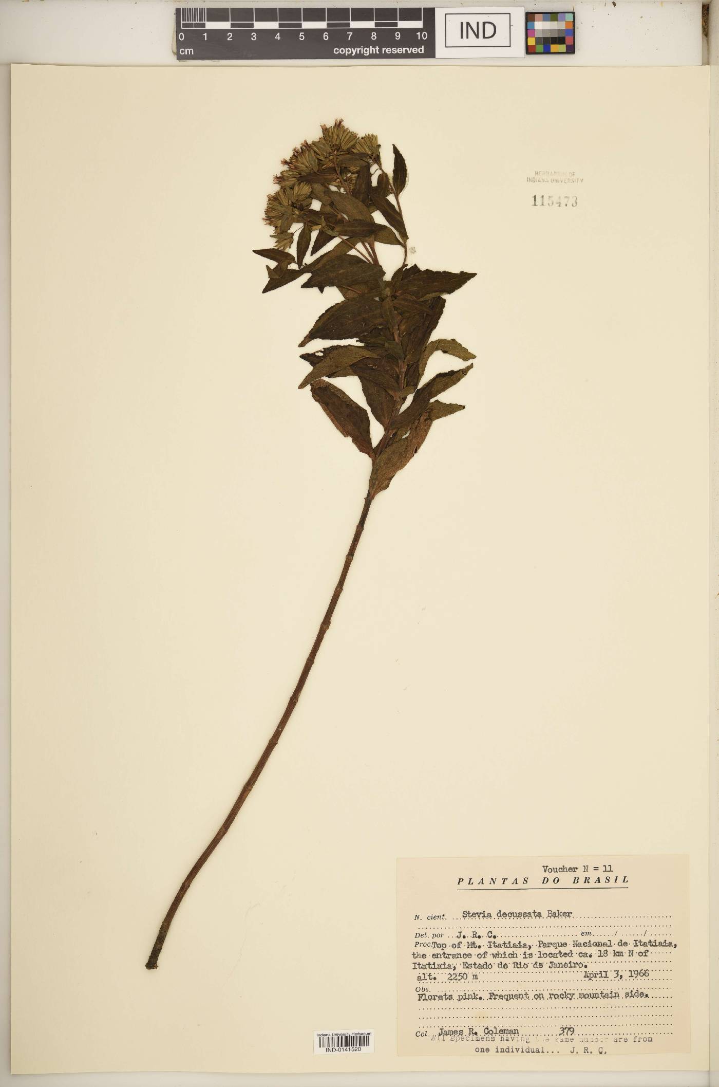 Stevia decussata image
