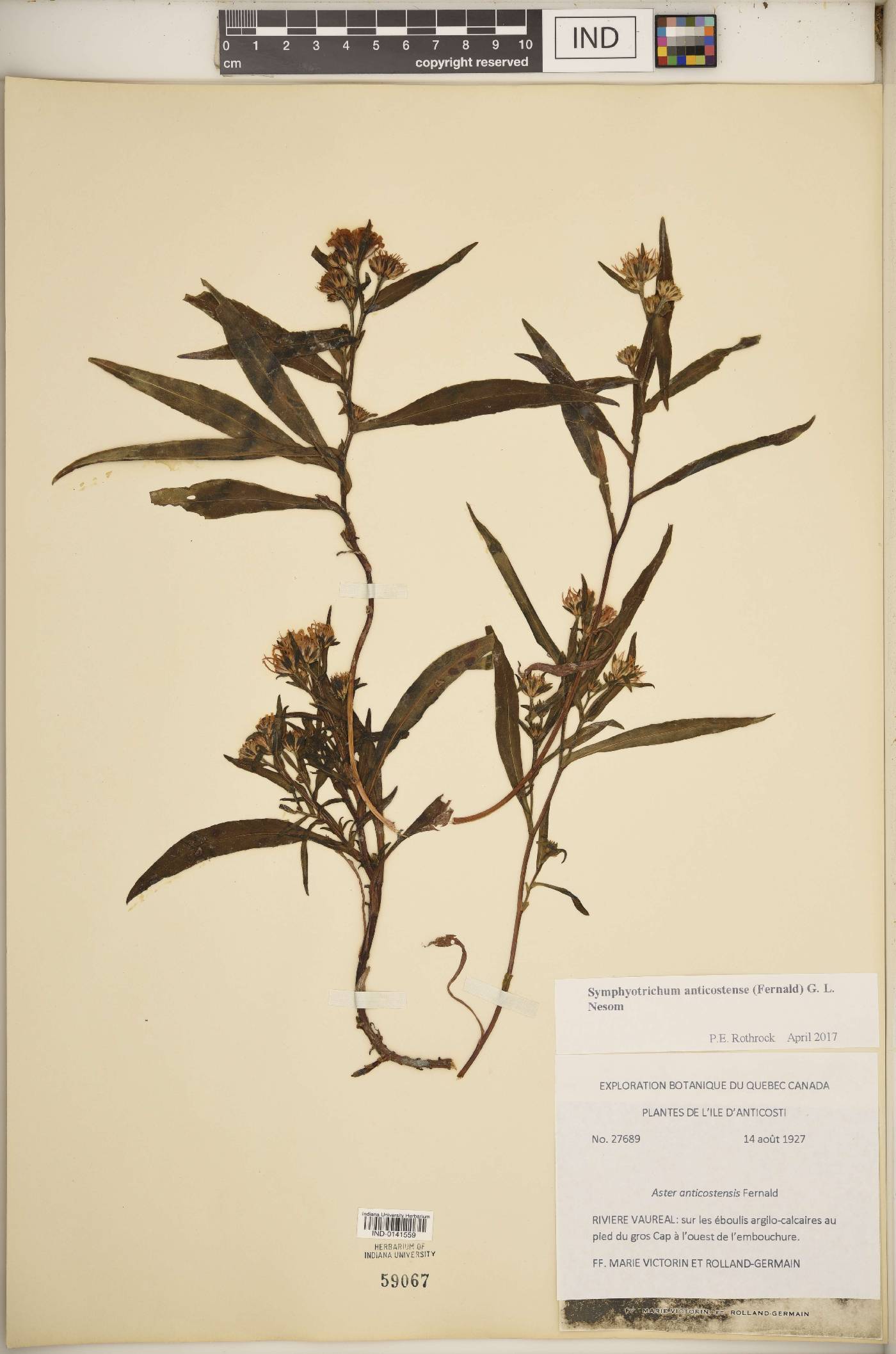 Symphyotrichum anticostense image