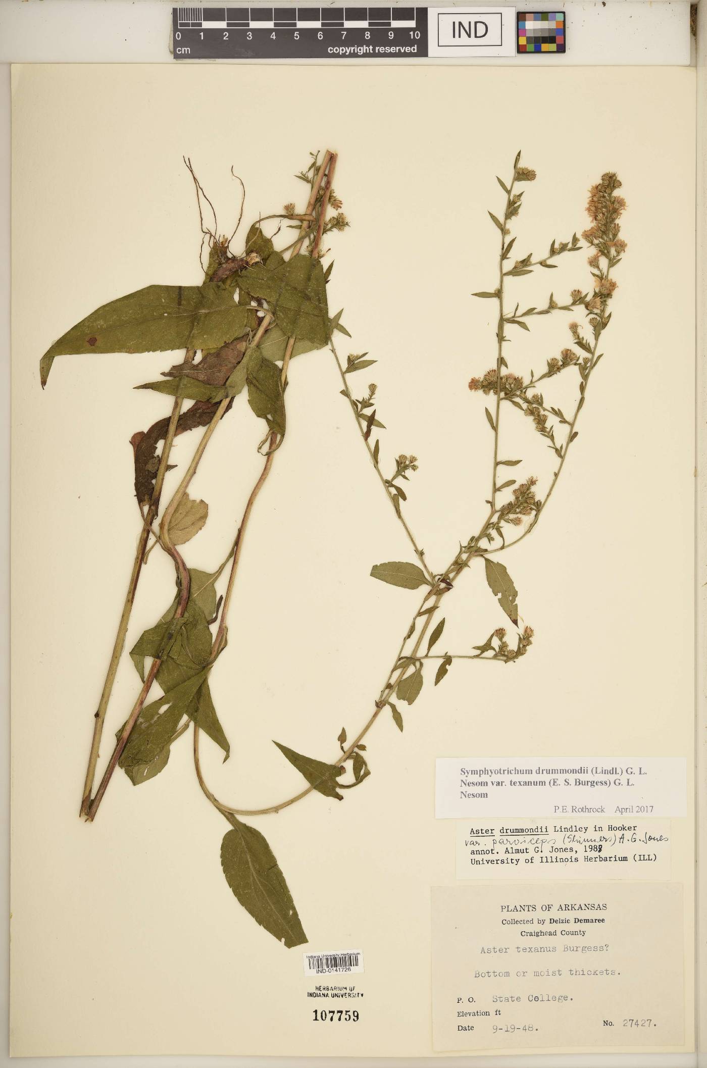 Symphyotrichum drummondii var. texanum image