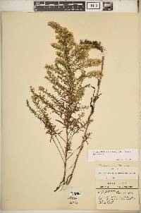 Symphyotrichum ericoides image