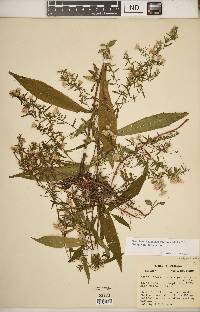 Symphyotrichum lanceolatum var. lanceolatum image