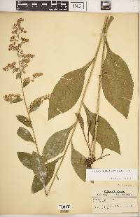 Solidago patula image