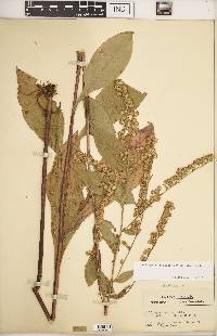 Solidago patula image