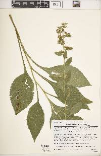 Solidago patula image