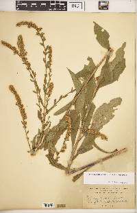 Solidago patula subsp. patula image