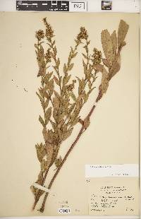 Solidago petiolaris image