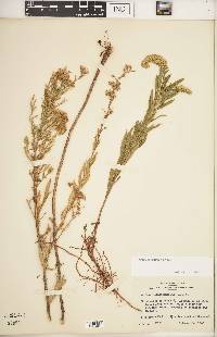 Solidago petiolaris image