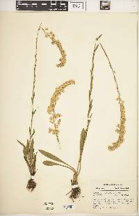 Solidago sempervirens image