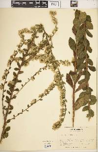 Solidago petiolaris image