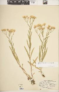 Solidago ptarmicoides image