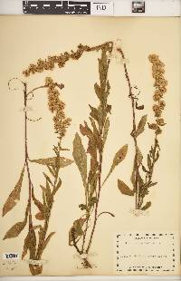 Solidago puberula image