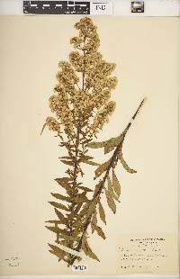 Solidago puberula image