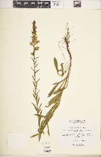 Solidago puberula image