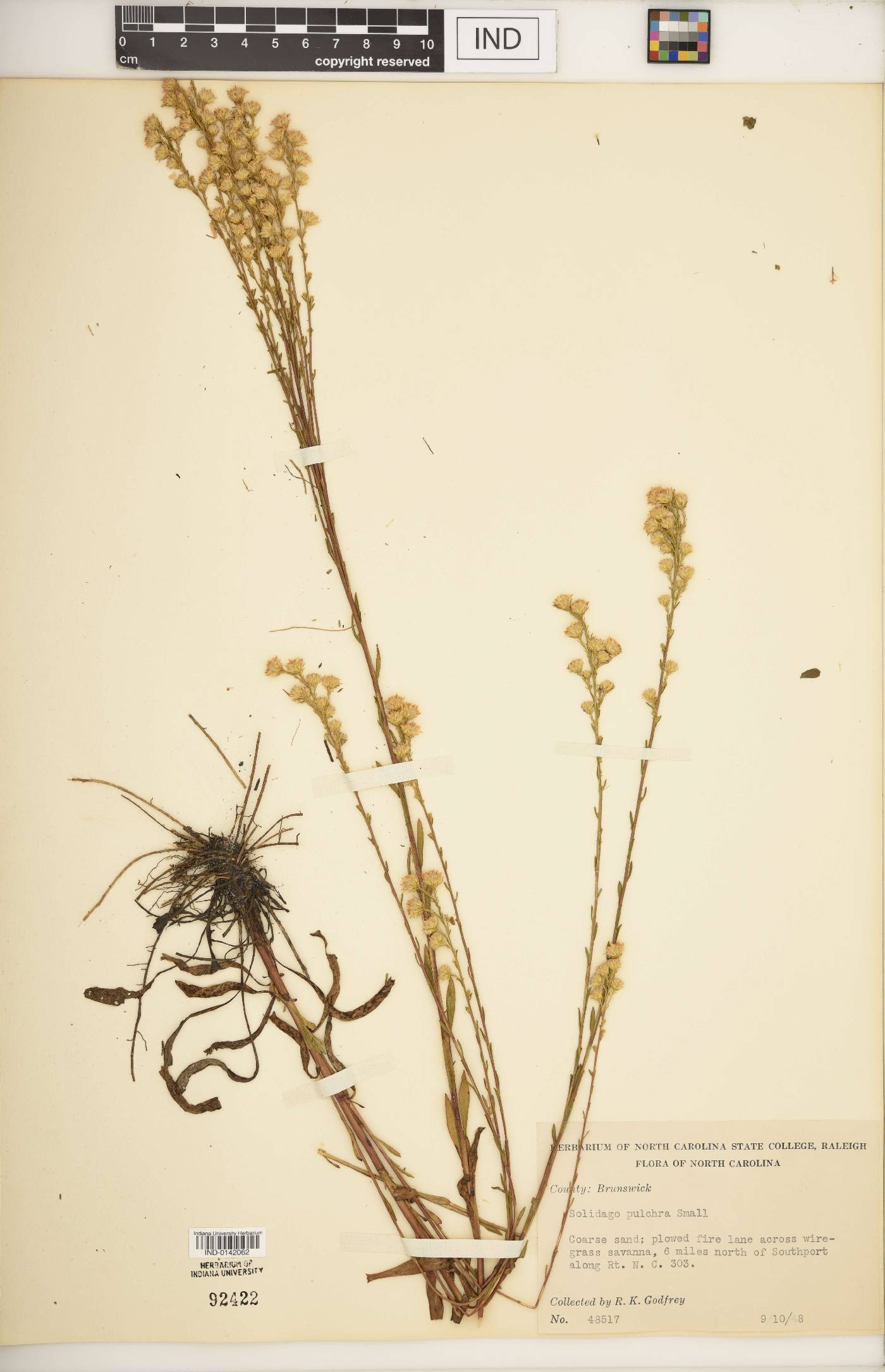 Solidago pulchra image