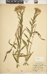 Solidago riddellii image