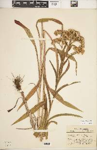 Solidago riddellii image