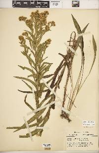 Solidago riddellii image