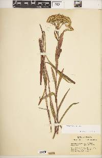 Solidago riddellii image