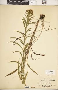 Solidago riddellii image