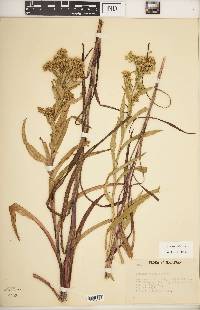 Solidago riddellii image