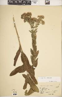 Solidago rigida image