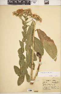 Solidago rigida subsp. rigida image