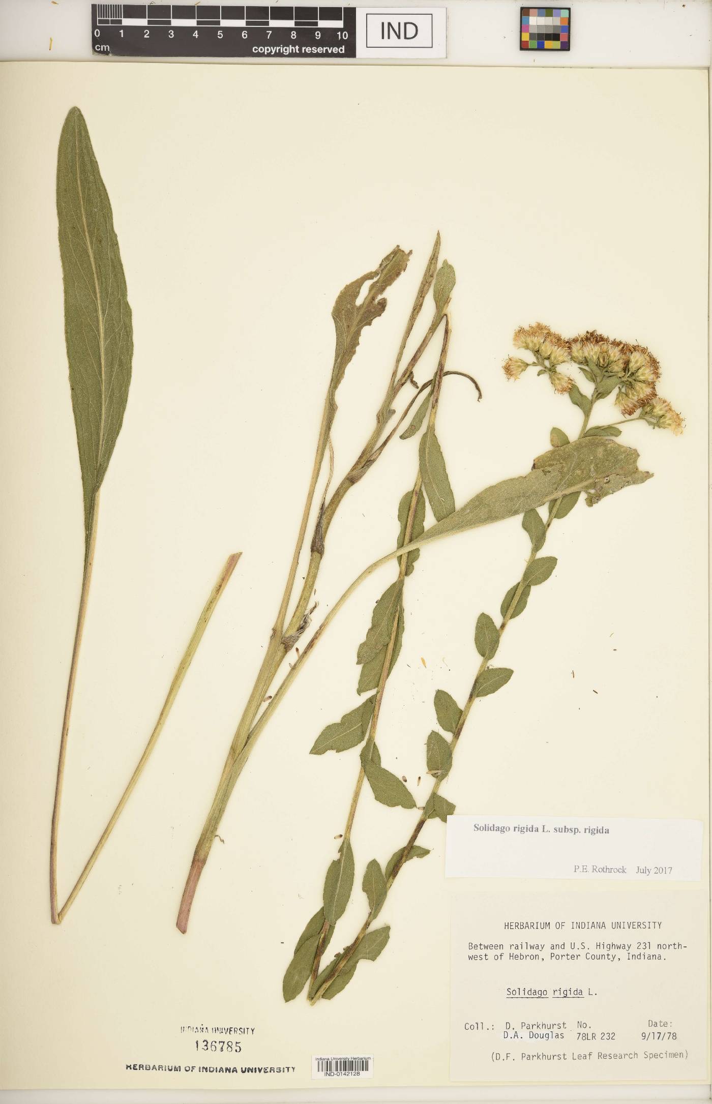Solidago rigida subsp. rigida image