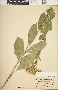 Solidago rigida image